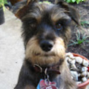 Meet your Posher, Dorian